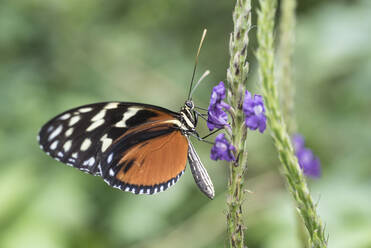 Ein Schmetterling auf einer Blume in Costa Rica - CAVF74021