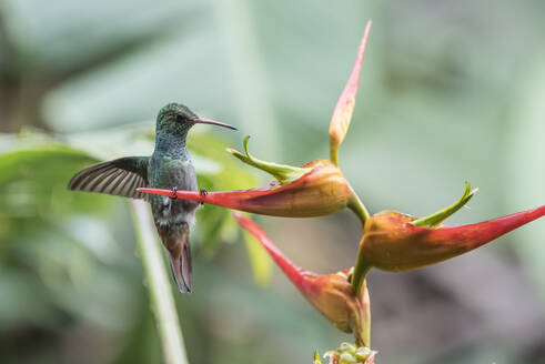 Ein Rotschwanzkolibri auf einer Bananenblüte in Costa Rica. - CAVF74023