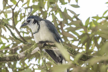 Eine Weißkehl-Elster in Costa Rica - CAVF74025