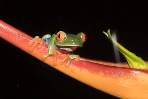 Ein Rotaugenlaubfrosch in Costa Rica - CAVF74029