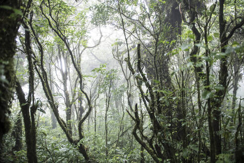 Der Dschungel des biologischen Reservats von Monteverde in Costa Rica - CAVF74035