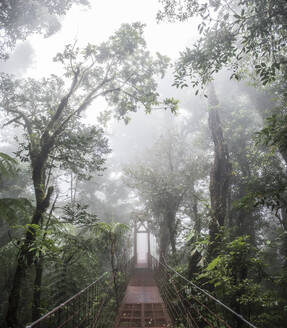 Eine Brücke im biologischen Reservat des Monteverde-Nebelwaldes in Costa Rica - CAVF74036