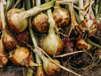 Bunch of onions from the garden after recently being picked - CAVF74055
