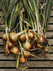 Bunch of onions from the garden after recently being picked - CAVF74056