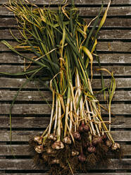 Bunch of garlic from the garden after recently being picked - CAVF74057