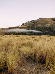 Beach grass on Oregon coast at sunrise - CAVF74064