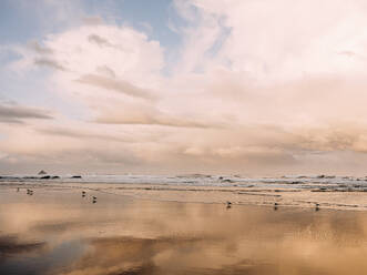 Meereswellen und Vögel bei Sonnenaufgang am Strand von Oregon - CAVF74065