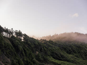 Roggy forest hill on Oregon coast at sunrise - CAVF74071