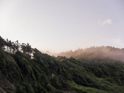 Roggy Waldhügel an der Küste von Oregon bei Sonnenaufgang - CAVF74071