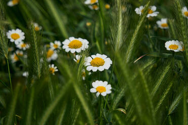 Gänseblümchenblüten mit ihren charakteristischen gelben und weißen Farben inmitten von grünem Gras. Makrodetail - CAVF74195