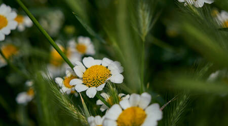 Daisy flowers with their characteristic yellow and white colors among the green grass. macro detail - CAVF74196