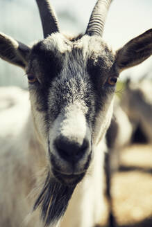 Goat - JOHF07048