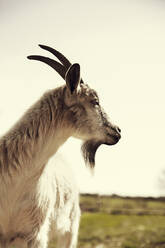 Goat - JOHF07049