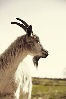 Goat - JOHF07049