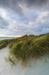 Sand dunes with marram grass - JOHF07099