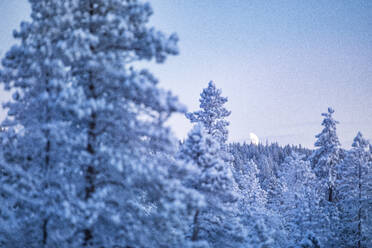 Winterwald in der Abenddämmerung - JOHF07139