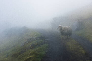 Sheep in fog - JOHF07156