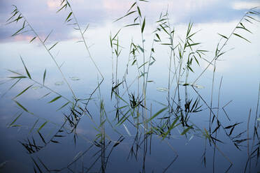 Schilf im Wasser - JOHF07203