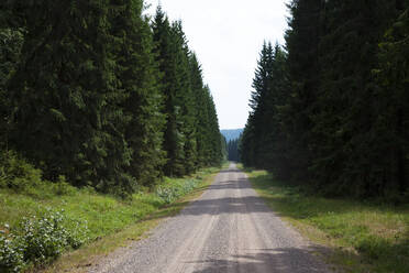 Straße durch den Wald - JOHF07205