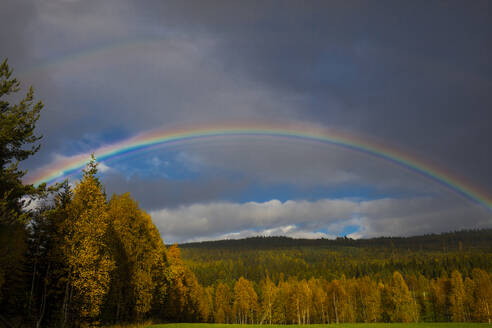 Regenbogen über dem Wald - JOHF07217