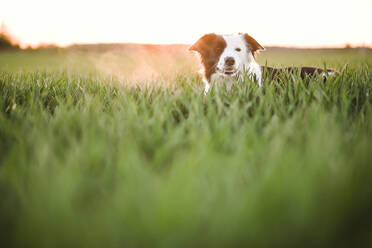 Dog on meadow - JOHF07218