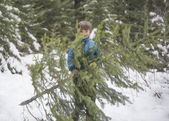 Ein Junge hält einen frisch geschlagenen Weihnachtsbaum im Wald. - CAVF74210