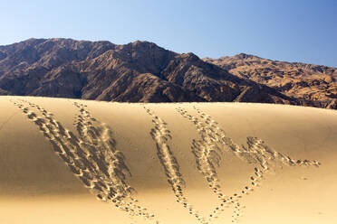 Fußabdrücke und Eidechsenspuren auf den flachen Sanddünen von Mesquite im Death Valley, dem tiefstgelegenen, heißesten und trockensten Ort in den USA mit einer durchschnittlichen jährlichen Niederschlagsmenge von ca. 2 Inches, einige Jahre - CAVF74240