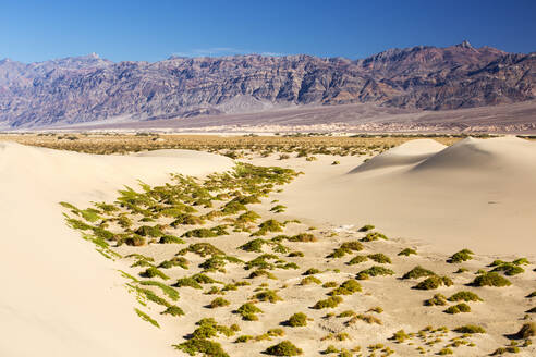 Die flachen Sanddünen von Mesquite im Death Valley, dem tiefstgelegenen, heißesten und trockensten Ort in den USA, mit einer durchschnittlichen jährlichen Niederschlagsmenge von etwa 2 Zoll, in manchen Jahren regnet es gar nicht - CAVF74242
