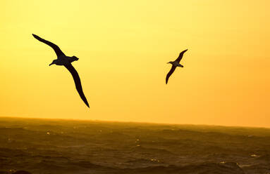 Wanderalbatros; Diomedea exulans, der Vogel mit der größten Flügelspannweite auf dem Planeten, mit etwa 11 Fuß 6 Zoll, fliegt in der Drake Passage, Sub-Antarktis. - CAVF74278