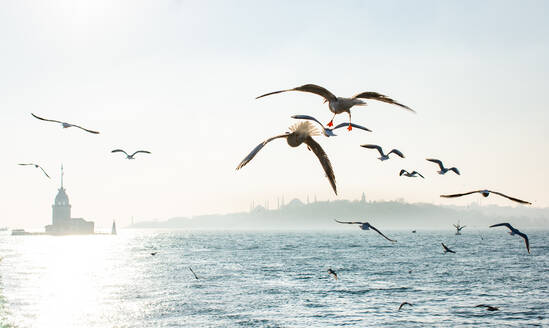 Seagulls flying in sky around the Maiden tower in Istanbul - CAVF74283