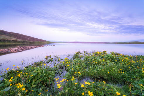 UK, Schottland, Mainland, Gelbe Wildblumen blühen am Ufer des Loch of Swannay in der Abenddämmerung - SMAF01756