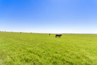 Schottland, Orkney-Inseln, Kühe auf der Weide - SMAF01787