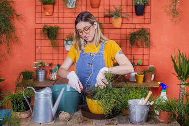 Woman repotting Rhipsalis on her terrace - RTBF01415