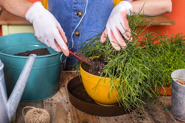 Close-up of woman repotting Rhipsalis on her terrace - RTBF01416