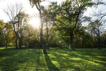 Northern English Garden in autumn, Oberfohring, Munich, Germany - MAMF01090