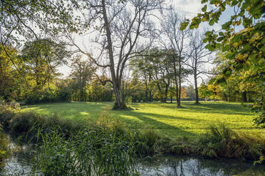 Nördlicher Englischer Garten im Herbst, Oberfohring, München, Deutschland - MAMF01092