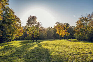 Nördlicher Englischer Garten im Herbst, Oberfohring, München, Deutschland - MAMF01094