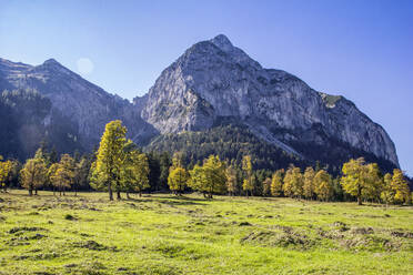 Großer Ahornboden im Karwendelgebirge im Herbst, Hinteriss, Österreich - MAMF01100