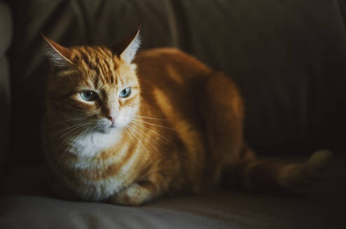 Porträt einer rothaarigen Katze auf der Couch - RAEF02320