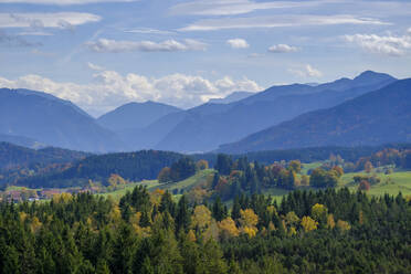 Deutschland, Bayern, Wildsteig, Blick auf den Wald in den Ammergauer Alpen - LBF02866