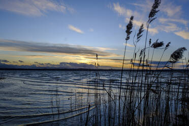 Germany, Bavaria, Sankt Heinrich, Silhouettes of reeds growing on shore of Lake Starnberg at dusk - LBF02868