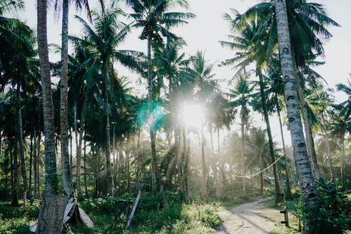 Palmen bei Sonnenuntergang, Insel Siargao, Philippinen - FAF00086