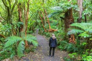 Neuseeland, Ozeanien, Südinsel, Otago, Caberfeidh, Rückansicht einer Frau auf Wanderweg im Wald - FOF11740