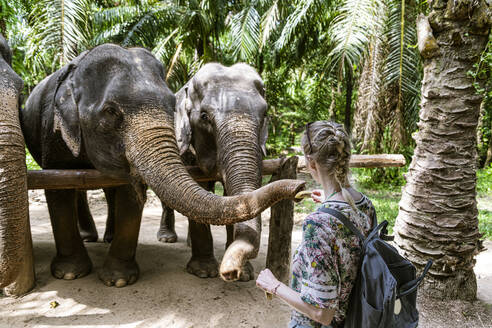 Rear view of woman feeding elephants in sanctuary, Krabi, Thailand - CHPF00609