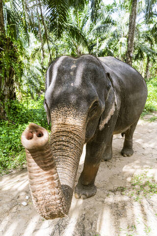 Elefant im Schutzgebiet, Krabi, Thailand, lizenzfreies Stockfoto