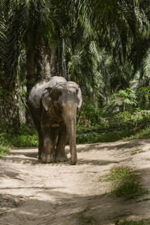 Elefant im Schutzgebiet, Krabi, Thailand - CHPF00612