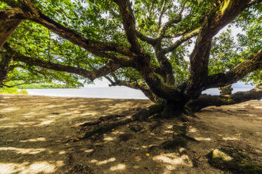 Papua-Neuguinea, Trobriand-Inseln, Kitava-Insel, Baum am Strand - THAF02714