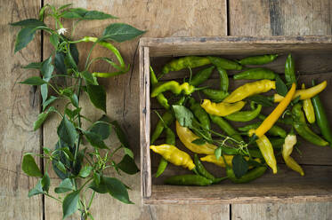 Gelbe und grüne Chilis (Capsicum), Peperoni, mit Blättern in rustikaler Holzkiste - ASF06561