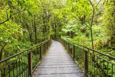 New Zealand, Oceania, South Island, Southland, Fiordland National Park, Boardwalk The Chasm Walk - FOF11755
