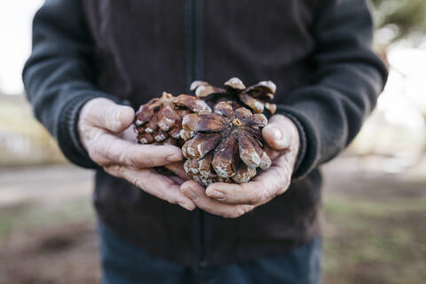 Old man looking at pine cones in his hand stock photo